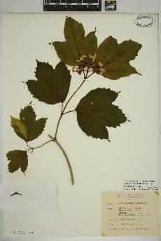 spécimen de Viburnum opulus