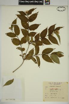 spécimen de Diervilla lonicera