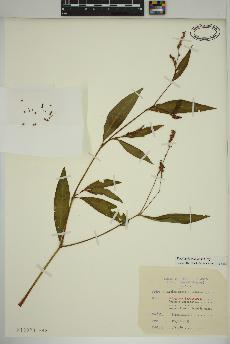 spécimen de Persicaria maculosa