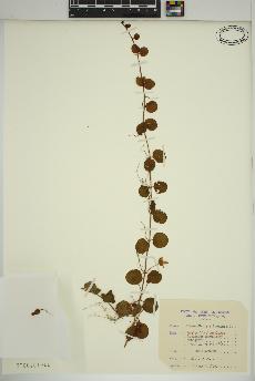 spécimen de Lysimachia nummularia