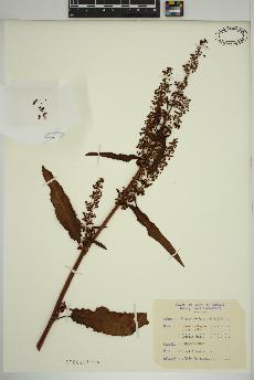 spécimen de Rumex crispus