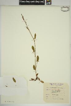 spécimen de Rumex acetosella