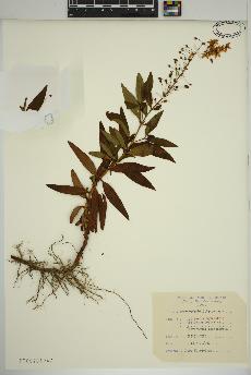 spécimen de Lysimachia terrestris