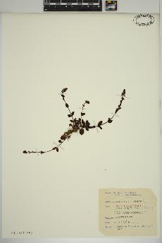 spécimen de Veronica serpyllifolia
