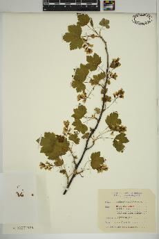 spécimen de Ribes americanum