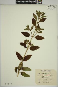 spécimen de Mentha canadensis