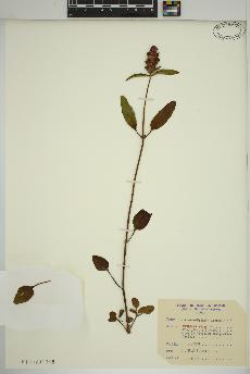 spécimen de Prunella vulgaris