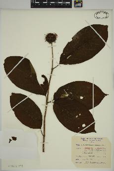 spécimen de Cephalanthus occidentalis