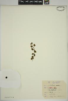 spécimen de Mitchella repens