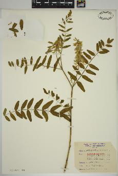 spécimen de Astragalus canadensis