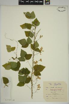 spécimen de Amphicarpa bracteata