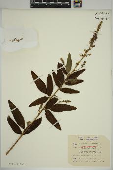 spécimen de Desmodium canadense