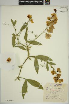 spécimen de Lathyrus latifolius