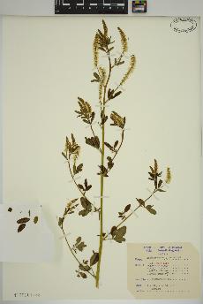 spécimen de Melilotus albus