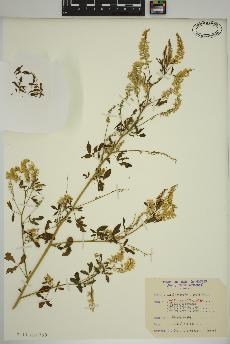 spécimen de Melilotus officinalis