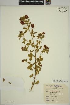 spécimen de Trifolium aureum