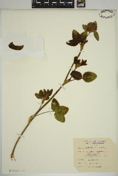 spécimen de Trifolium pratense