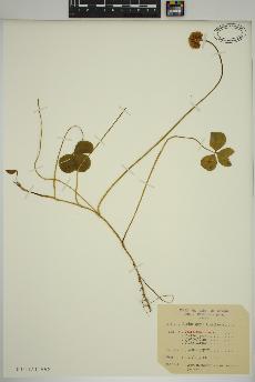 spécimen de Trifolium repens