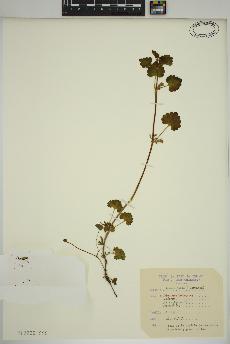 spécimen de Glechoma hederacea