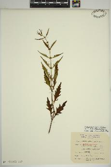 spécimen de Lycopus americanus