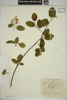 spécimen de Amelanchier canadensis