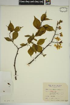 spécimen de Prunus nigra