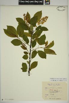 spécimen de Prunus virginiana