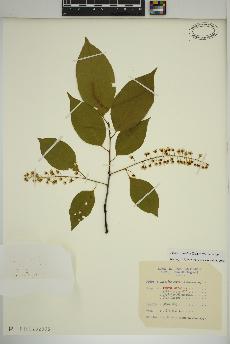 spécimen de Prunus serotina