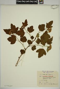 spécimen de Physocarpus opulifolius