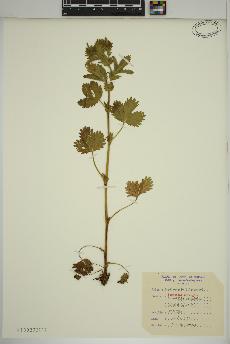 spécimen de Potentilla norvegica