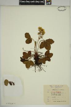 spécimen de Fragaria virginiana