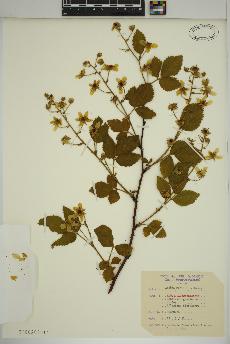 spécimen de Rubus allegheniensis