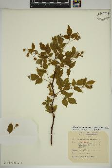 spécimen de Rubus idaeus