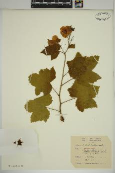 spécimen de Rubus odoratus