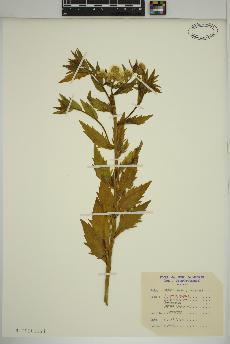 spécimen de Erigeron annuus