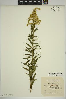 spécimen de Solidago canadensis