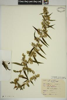 spécimen de Solidago caesia