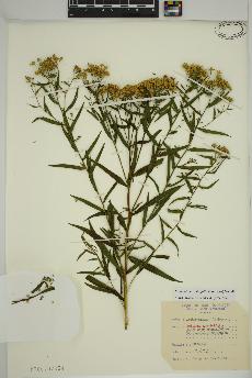 spécimen de Euthamia graminifolia