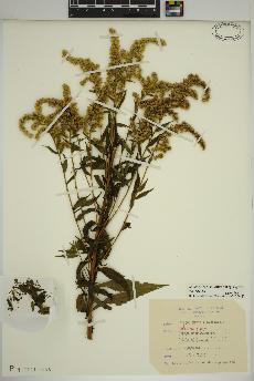 spécimen de Solidago rugosa