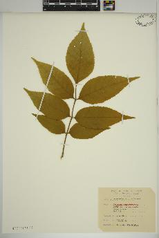 spécimen de Fraxinus pennsylvanica