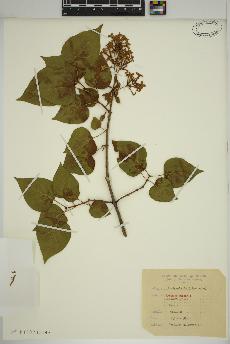 spécimen de Syringa vulgaris