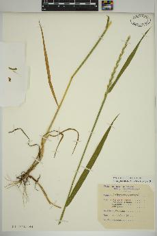 spécimen de Elymus repens