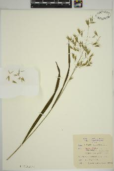 spécimen de Bromus ciliatus