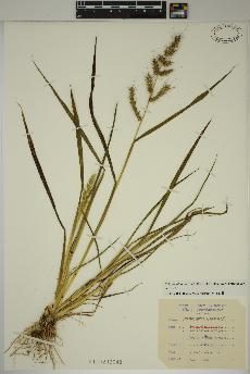 spécimen de Echinochloa muricata