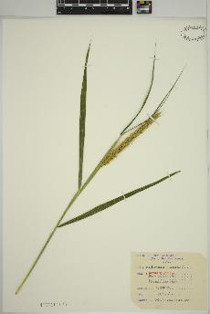 spécimen de Elymus virginicus