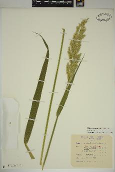 spécimen de Phalaris arundinacea