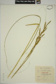 spécimen de Sporobolus michauxianus