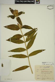 spécimen de Gentiana andrewsii