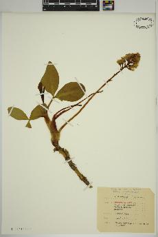 spécimen de Menyanthes trifoliata