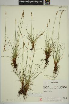 spécimen de Carex simpliciuscula